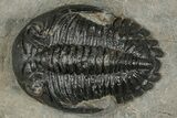 Hollardops Trilobite Fossil - Orange Eye Facets #359505-1